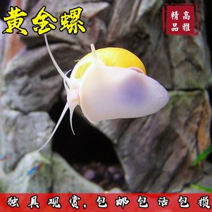 专吃乌龟粪便巴西龟黄缘深水草墨蛋杰尼小青缸晒台爬台黄耳窄桥蛋