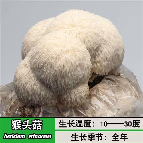 (1-3包)家庭阳台蘑菇菌包菌种食用菌平菇菌包菌棒多肉植物绿植