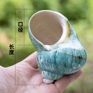 好货天然海螺贝壳抛光绿蝾螺寄居蟹壳大口径水族鱼缸造景家居摆件
