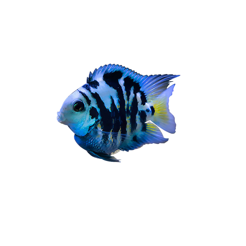 大号迷你鹦鹉鱼种鱼母鱼淡水小型好养观赏鱼一对