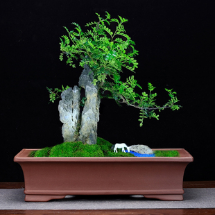 紫砂花盆精品仿古四方精品长方形盆景盆栽室内假山造景中国风包邮