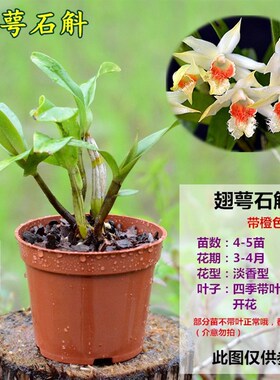 翅萼石斛带花苞浓香型石斛花食用黑毛石斛翅鄂丛苗室内盆栽绿植物