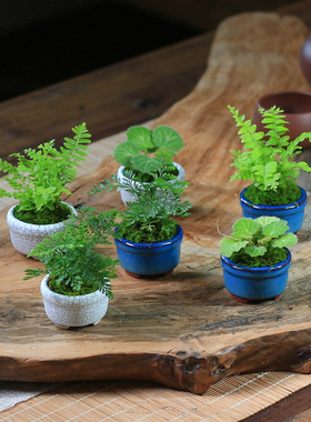 苔藓微景观室内蕨类植物超迷你小盆栽桌面绿植摆件办公室狼尾蕨