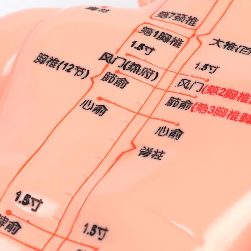 小儿推拿模型培训娃娃婴儿仿真按摩穴位教学月嫂推拿按摩宝宝教学