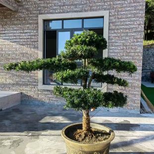 罗汉松盆栽造型盆景小叶雀舌罗汉松1.5米高耐热耐寒绿化庭院树