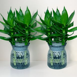 观音竹富贵竹文昌竹四季招财水培绿植室内卧室净化空气除甲醛植物