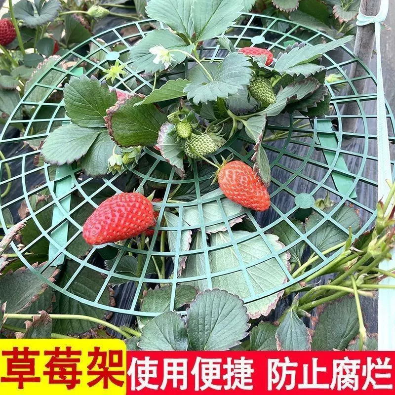 草莓种植支架防腐烂防倒伏