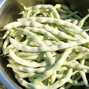 农家新鲜蔬菜东北白豆角 四季豆新鲜现摘芸豆白架豆白不老5斤包邮
