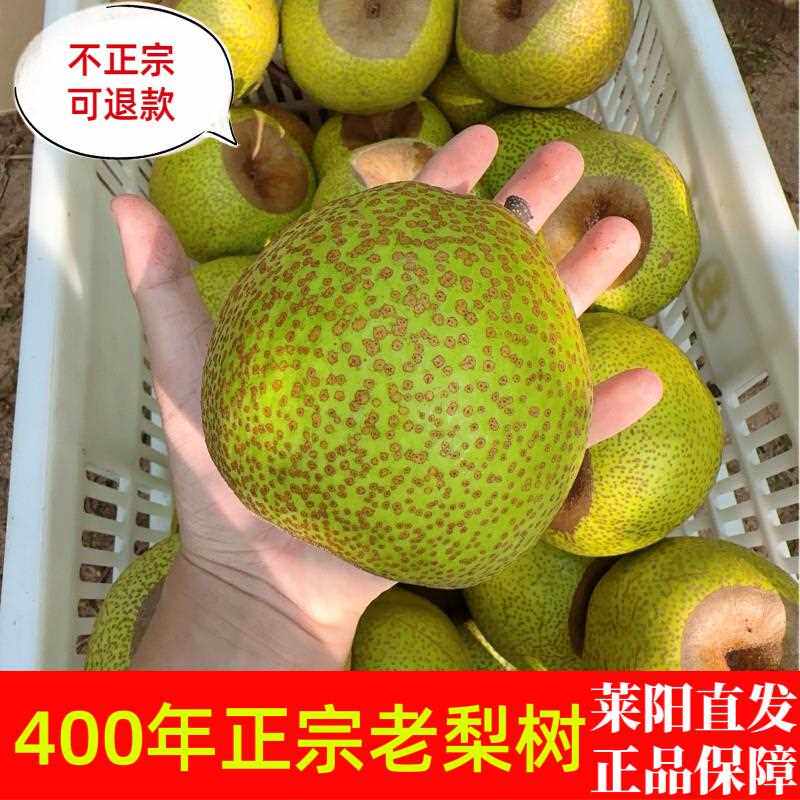 山东莱阳梨照旺庄芦儿港特产茌慈梨贡梨整箱10斤水果梨子包邮