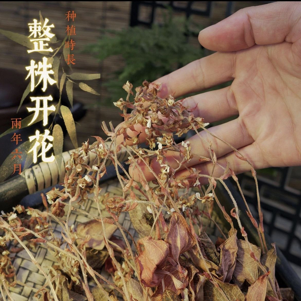 福建南靖开花金线莲林下种植 30个月整株仿野生干品特级煲汤