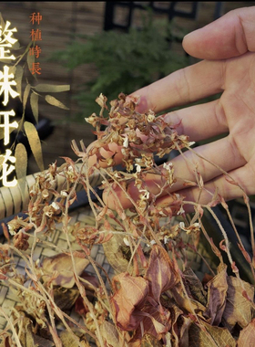 福建南靖开花金线莲林下种植 30个月整株仿野生新货干品 特级品质