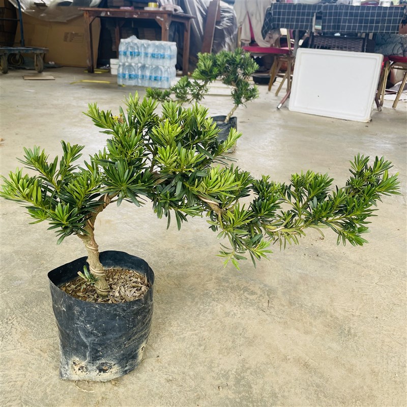 悬崖式造型米叶贵妃r罗汉松苗四季常绿贵妃罗汉松小盆景