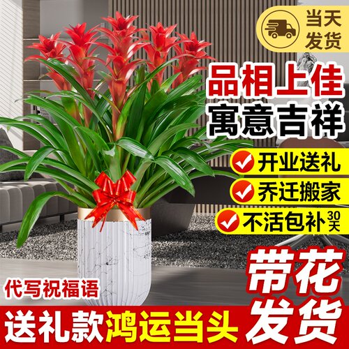 鸿运当头盆栽带花客厅办公室内落地大型绿植乔迁开业送Z礼花卉禄