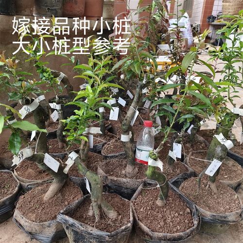 金弹子老鸦e柿盆景全场38.8元嫁接热门品种一物一拍包邮