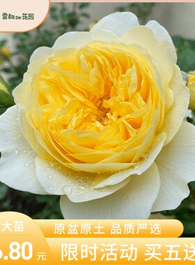 雷叔的花园诗人之妻月季花苗灌木金黄色大花浓香阳台庭Z院盆栽月