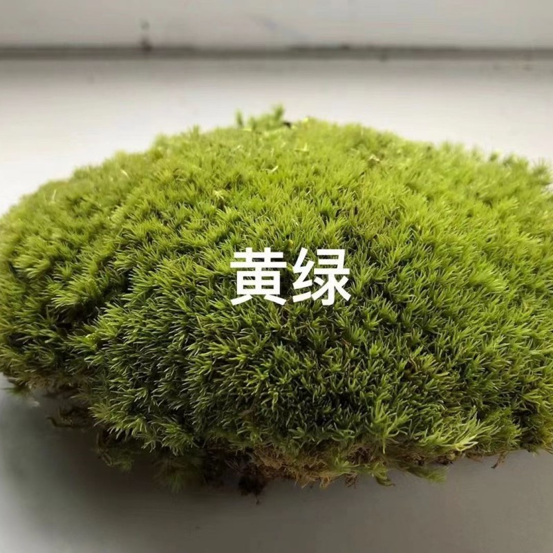 鲜活苔藓青苔大灰藓短绒藓绿植盆景铺面微M景观植物庭院草皮造景