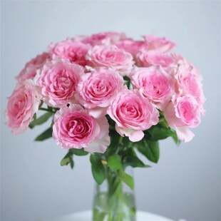 A级洛神玫瑰h花云南鲜花基地直发家用水养插花束教师节中秋顺丰粉