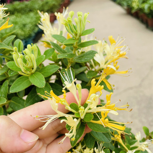 金银花盆栽c带花苞老桩可食用爬藤植物四季好养耐晒耐寒净化空气