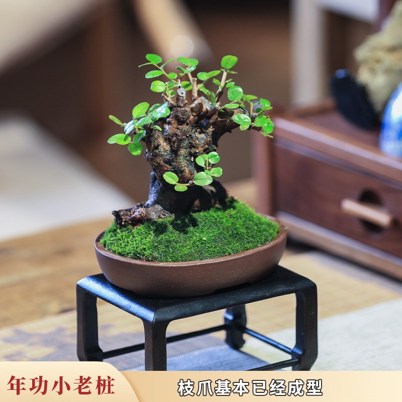 矮霸雀梅老桩盆景室内植物客厅A旺宅绿植茶室书桌办公室迷你盆栽