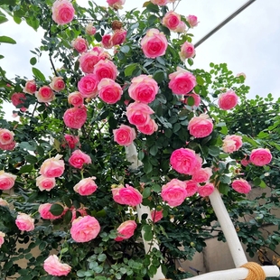 开花庭院爬墙蔷薇花 浓香M四季 特大花苗欧洲藤本爬藤月季 龙沙宝石