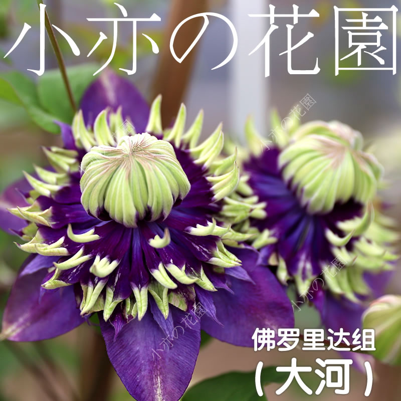 铁线莲爬藤乌托邦新幻紫小绿玉大河紫子丸向阳恭子美好回忆祝福H