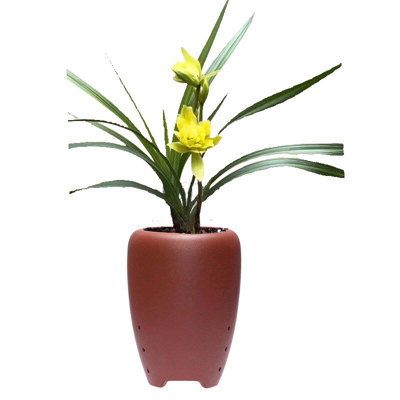 春剑宝莲灯c秋冬带花苞新品奇花浓香珍贵兰花室内阳台喜半阴年霄