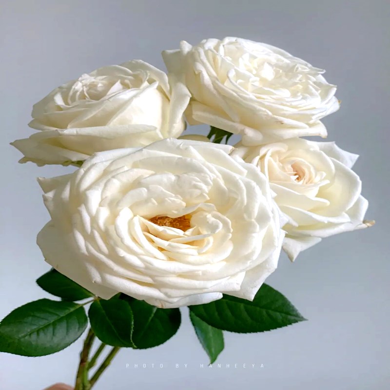 浓浓香珍妮莫罗月季花苗r四季开特大花香珍妮莫罗月季花苗四季开