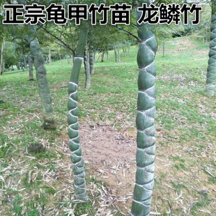 龟甲竹苗龙鳞竹人面竹佛面竹庭院别墅大型M高档观赏竹子苗盆栽地