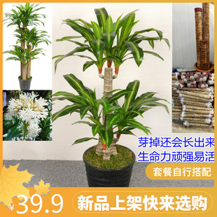 花卉植物室内花h绿植巴西木土培树桩盆栽大型带芽孢水养水培好养