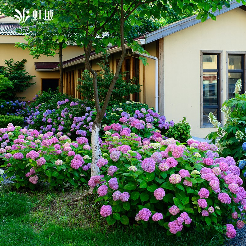 虹越绣球花大花苗盆栽庭院植物圆锥绣K球耐寒耐热地栽好养绣球