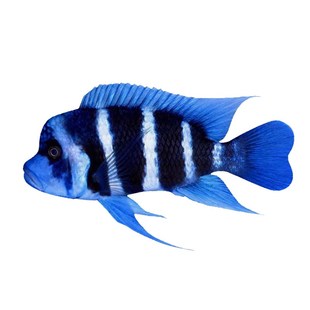 萨伊蓝六间鱼苗三湖慈鲷鱼活鱼观赏鱼伊巴卡布隆迪热带鱼龙鱼配鱼