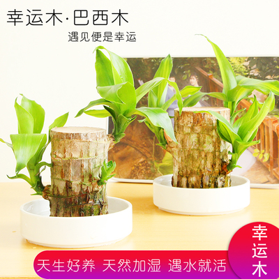小盆栽水养植物办公室内桌面格鲁特树桩水培绿植