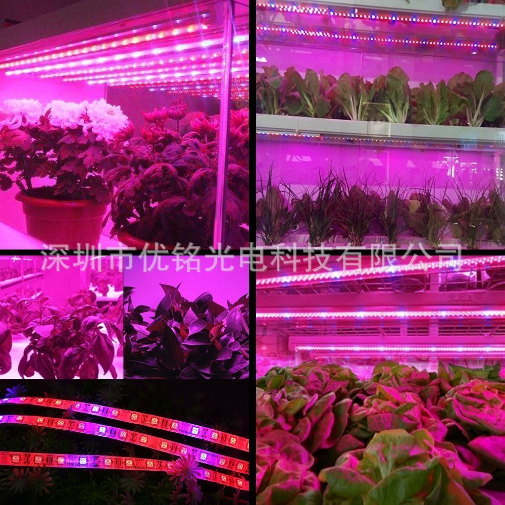 厂家2835UV紫光灯带 365-370nm波长 60灯/米 24V 8MM固化验钞防伪