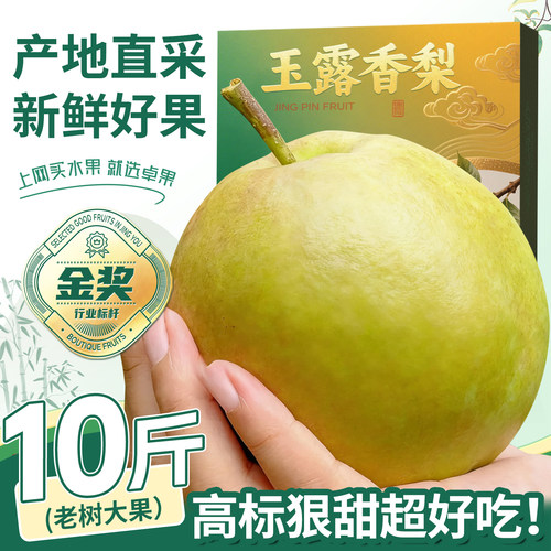 正在玉露香梨10斤礼箱装