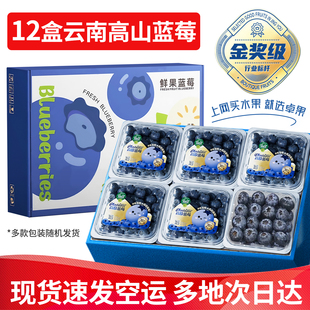 包邮 整箱 L25 云南高山蓝莓新鲜水果特大果花香浆果应当季 现货空运