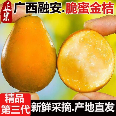 纯甜超大三代改良脆蜜金桔贡品级