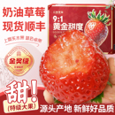 正宗99红颜奶油草莓牛奶大九九新鲜水果专用整箱应当季 顺丰 包邮