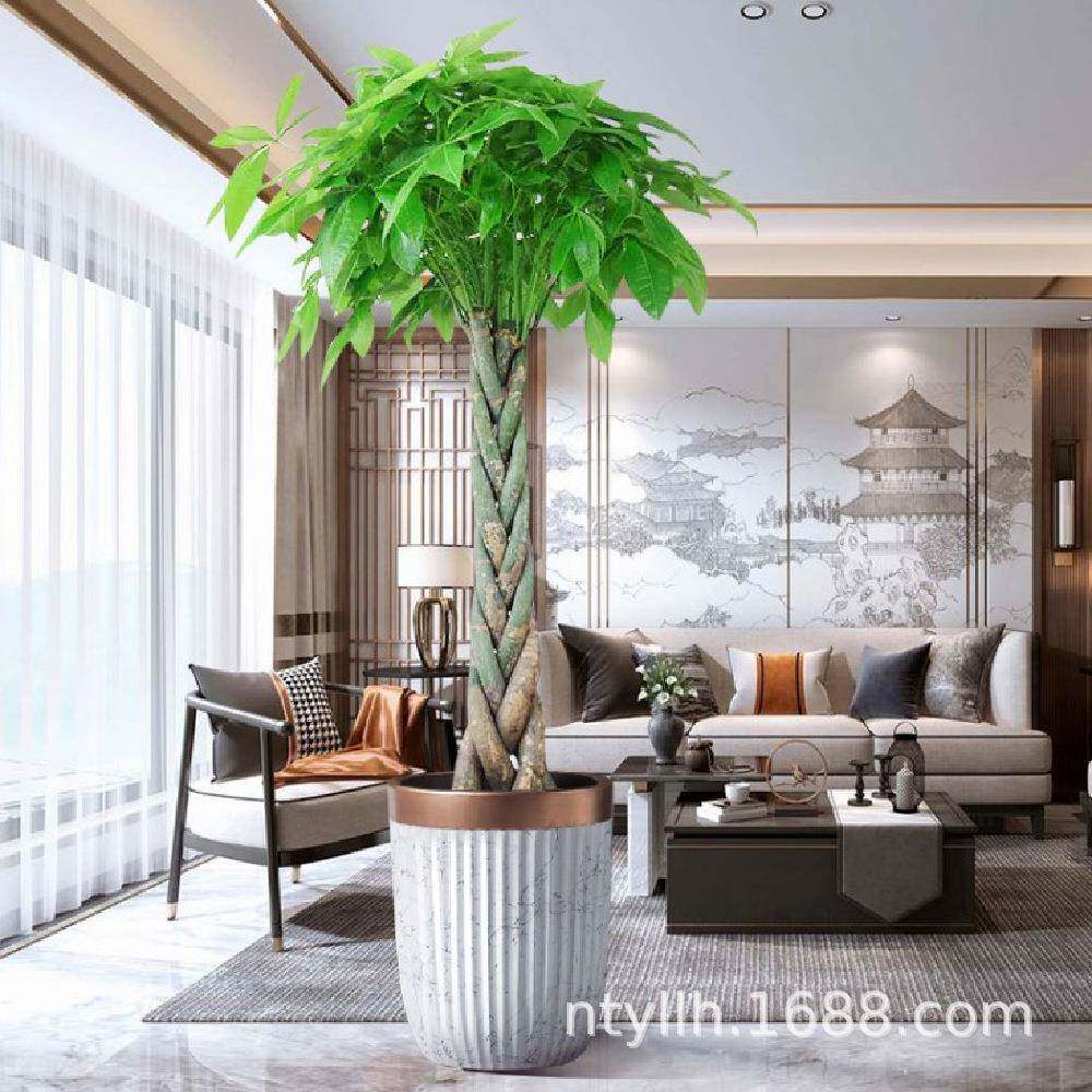 辫子发财树盆栽大招财树盆景办公室乔迁开张客厅室内室外种植植物