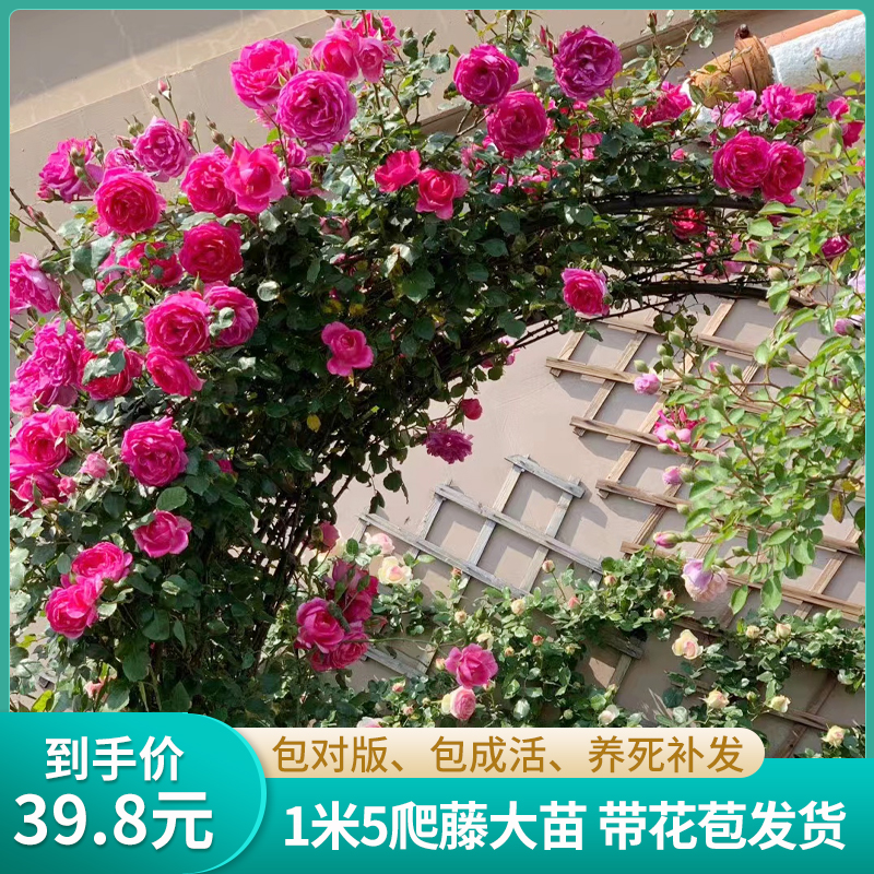 1.5米藤本庭院月季粉色龙沙宝石大游行弗洛伦蒂娜蓝色阴雨阳台