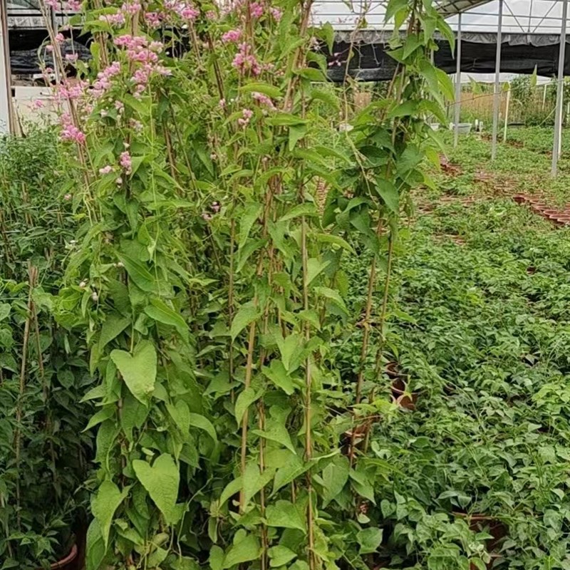 好货珊瑚藤花苗绿宜梦爬藤植物凤桌面绿植