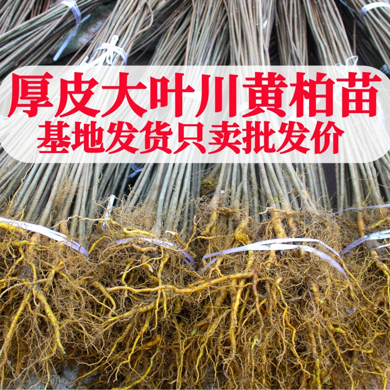 厚皮川黄柏苗黄檗树苗中药材基地现挖现发品种正宗剥皮卖绿化造林