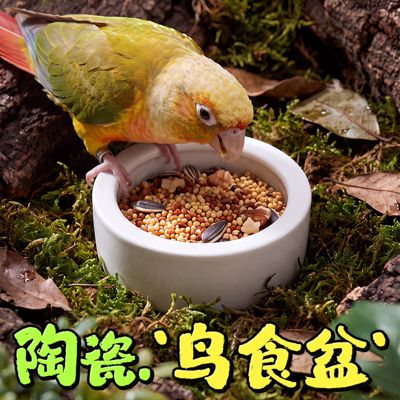 啾星人鹦鹉陶瓷食盆防洒防溅食碗图片