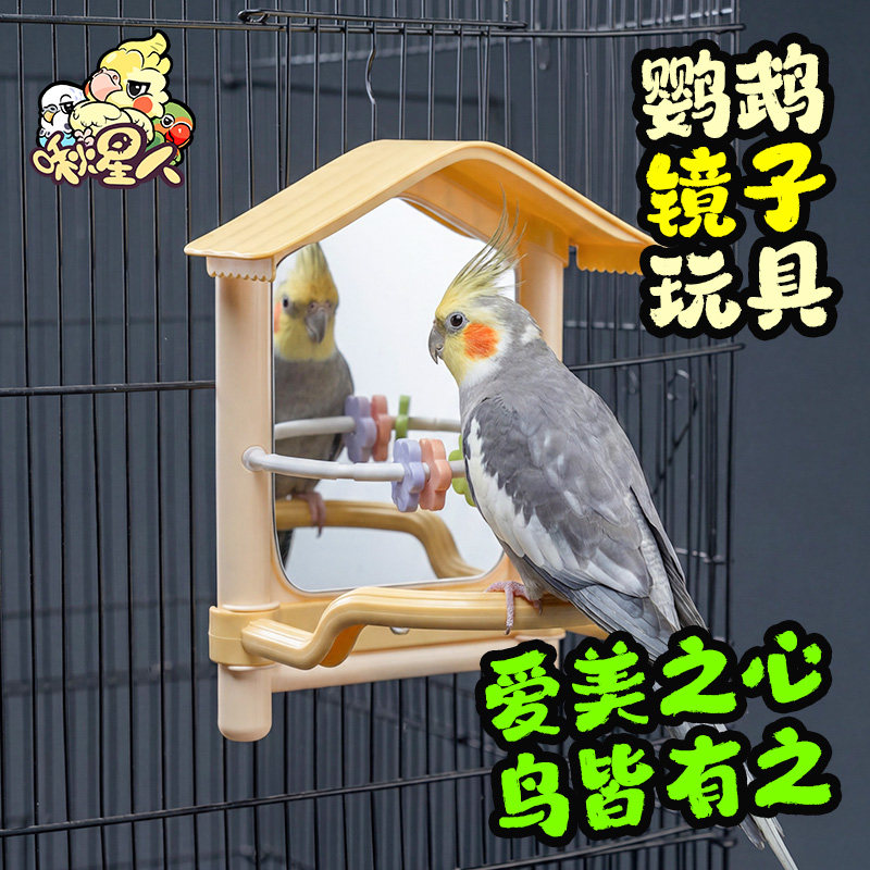 鹦鹉互动玩耍造景解闷玩具镜子图片