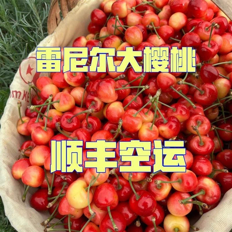 雷尼樱桃脆甜天水大樱桃黄樱桃雷尼尔顺丰空运