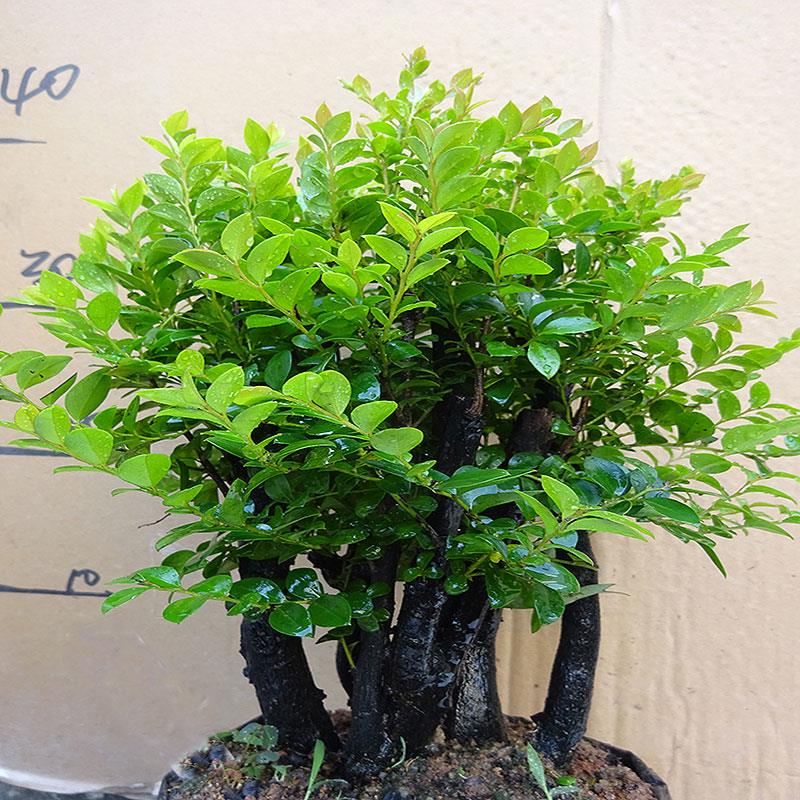 四季常青植物 室内绿植 除甲醛 小叶紫檀盆景客厅盆栽树苗木老桩