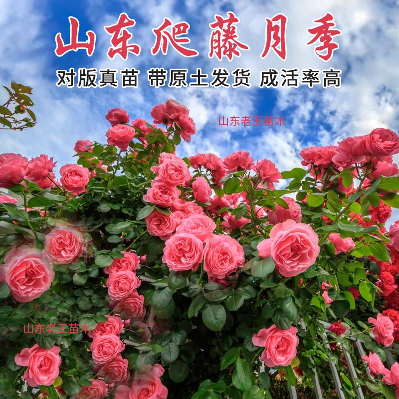 大红色欧月爬藤月季花苗蔷薇四季开花大花浓香型弗洛伦蒂娜
