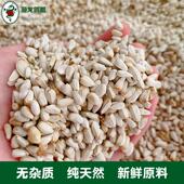 枭龙鸽粮红花籽赛鸽信鸽鸽子食40斤浙江沪皖 包邮