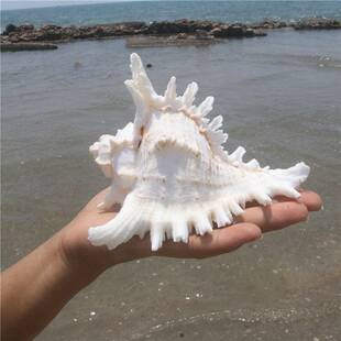 千手螺菊花螺天然海螺贝壳鱼缸装饰品水族箱造景地中海风格小摆件