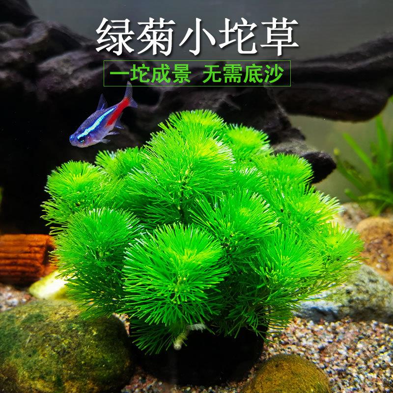 绿菊小坨草缸生态缸鱼缸造