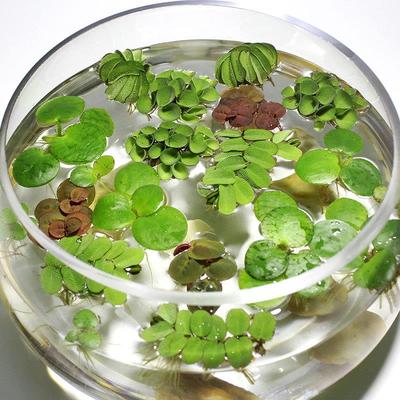 水草浮萍活体圆心萍豹纹萍